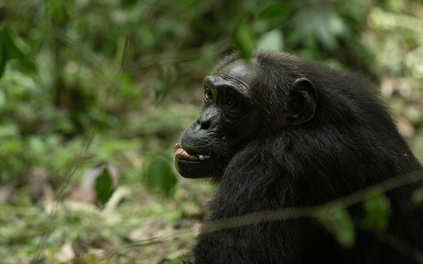 uganda-rwanda-safaris