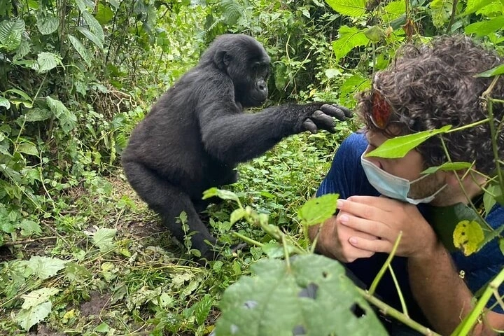 how-easy-is-it-to-trek-gorillas-in-uganda