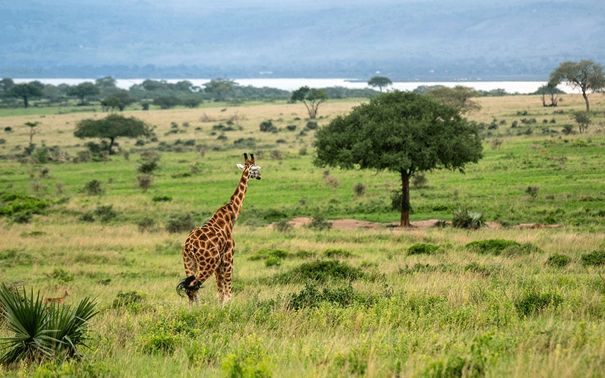 booking-uganda-safari-with-wild-bridge-voyage