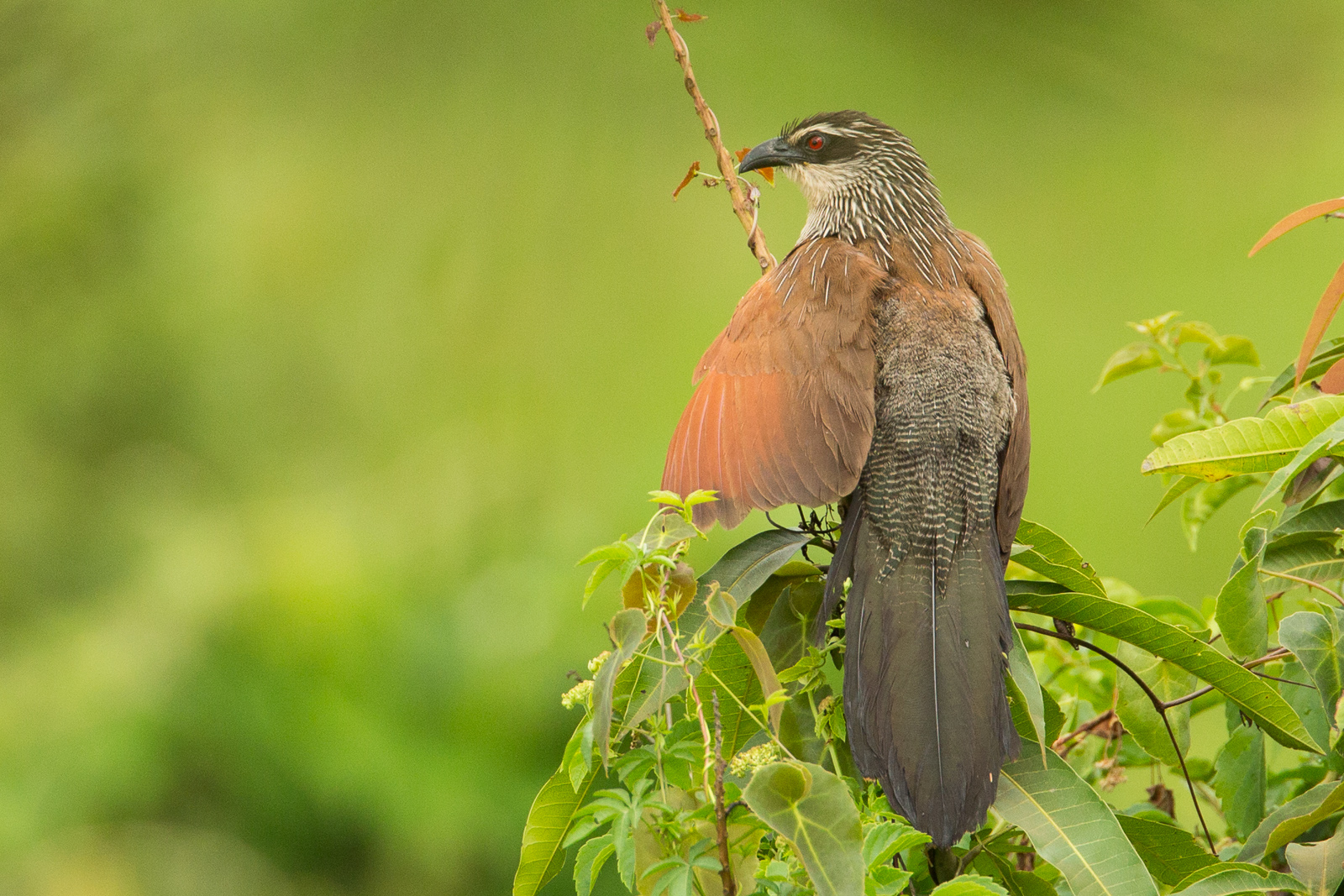 birding Uganda safari