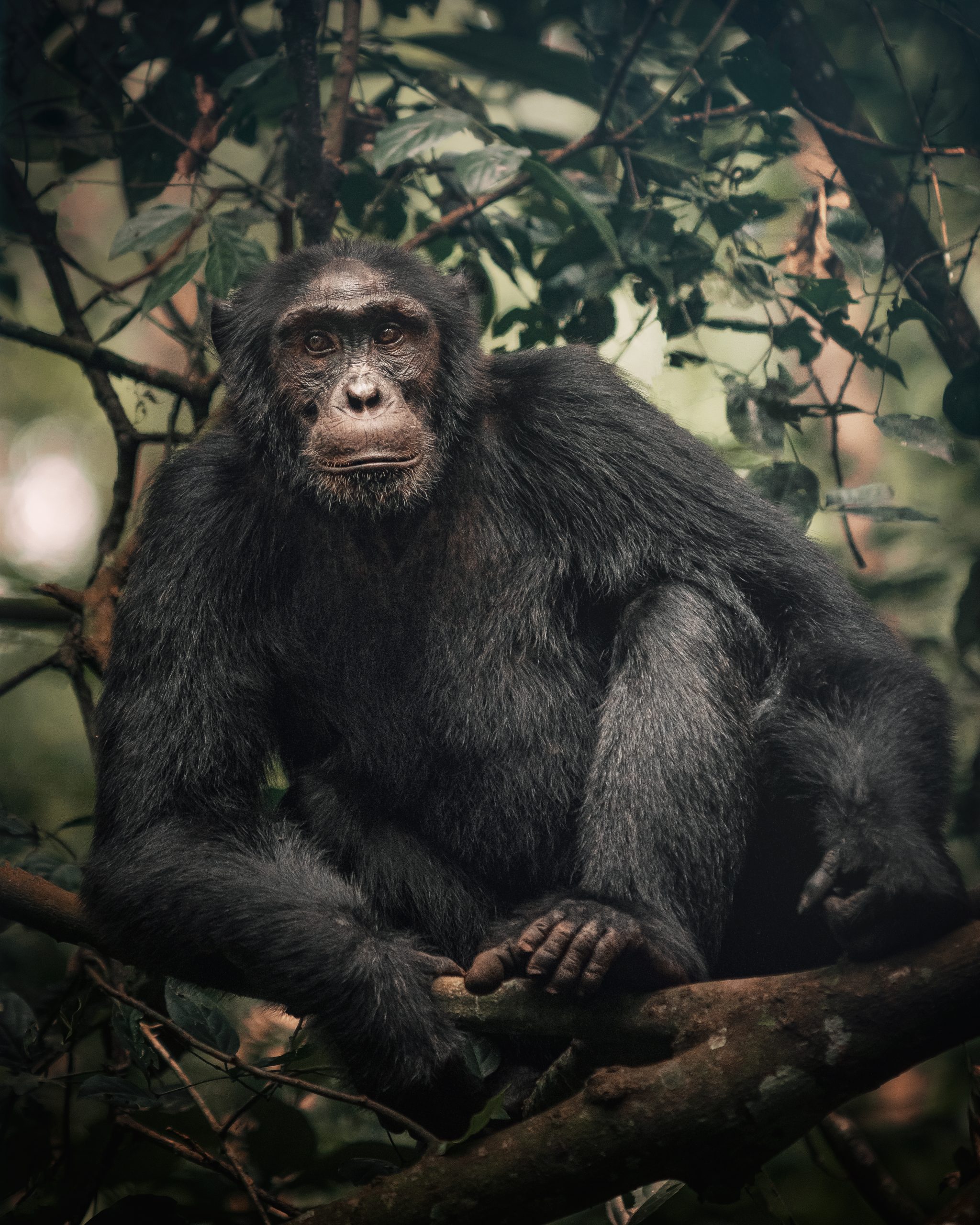 chimpanzee experience in kibale