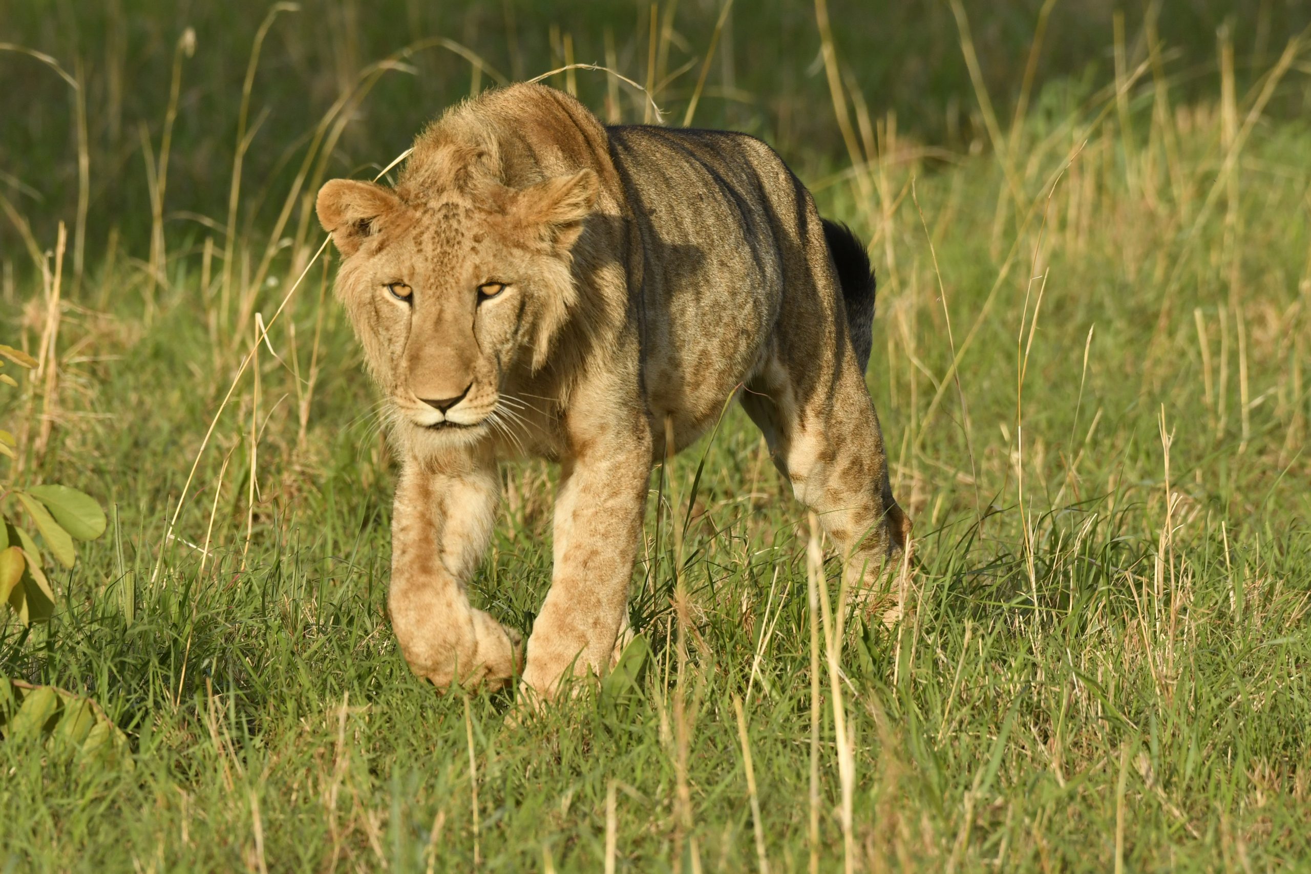 best time to visit uganda